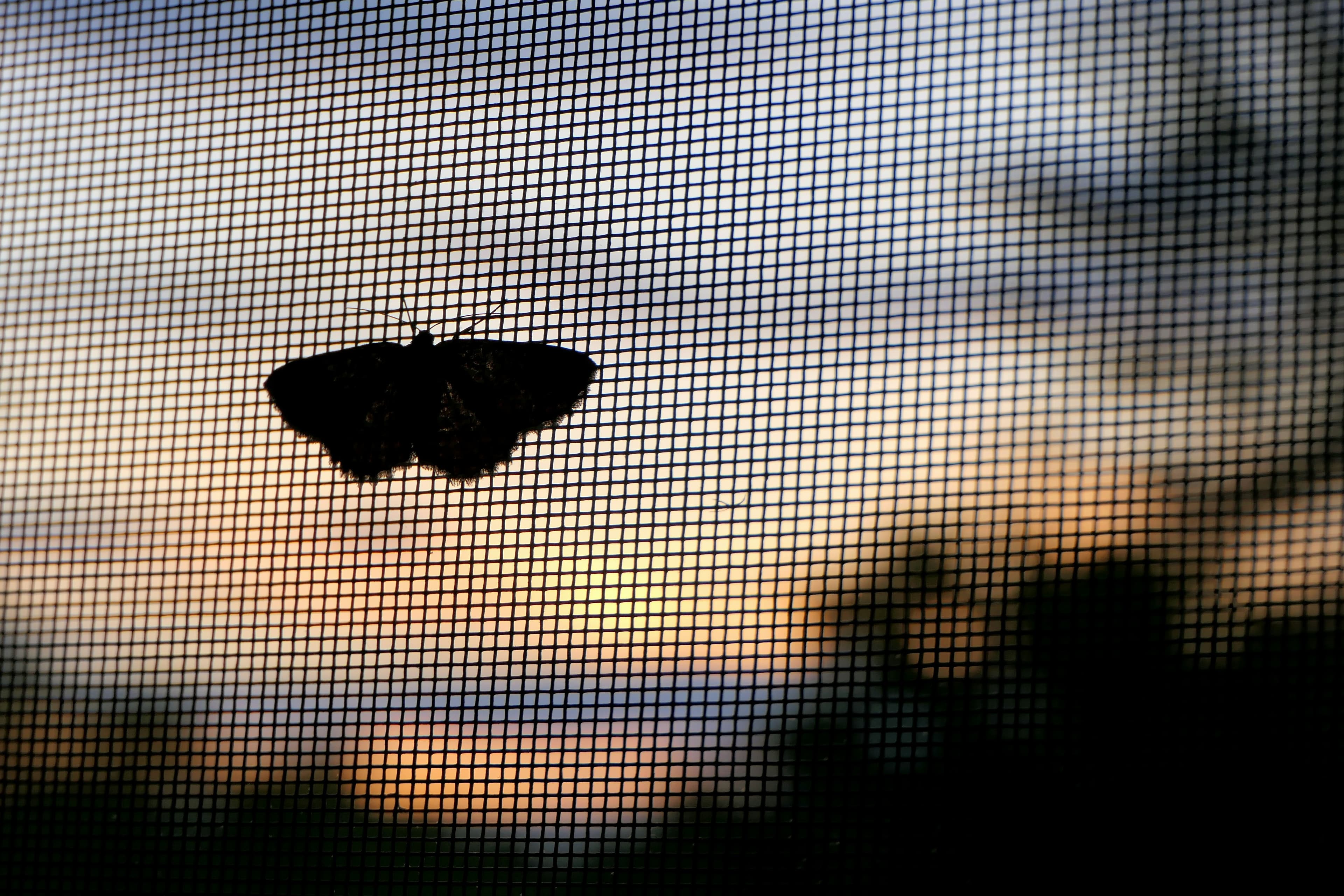 Insect screen installation